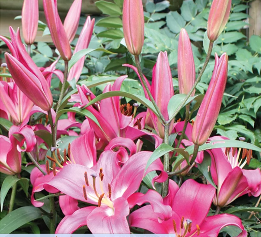 EVERYTHING £1! Mix & Match Shrubs, Perennials & Bulbs - Suttons