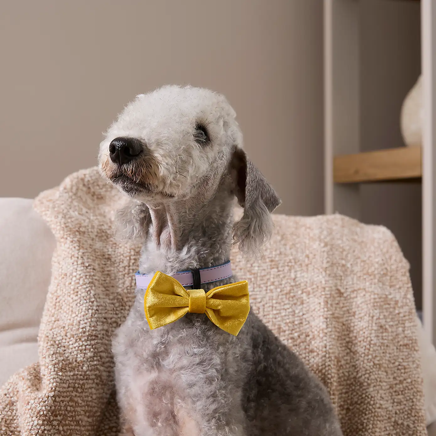 Heart Pet Bow Tie (others also available)