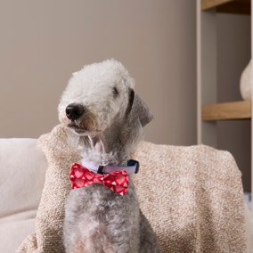 Heart Pet Bow Tie (others also available)