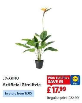 Livarno artificial plants, choice of Olive, Strelitzia, Palm (100-125cm), Lidl Plus price