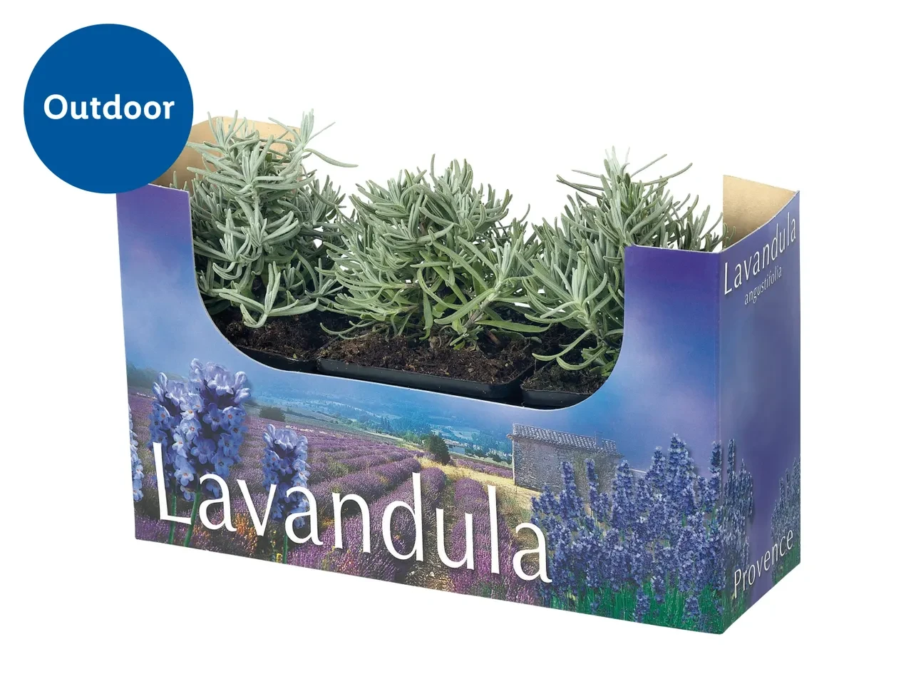 English Lavender