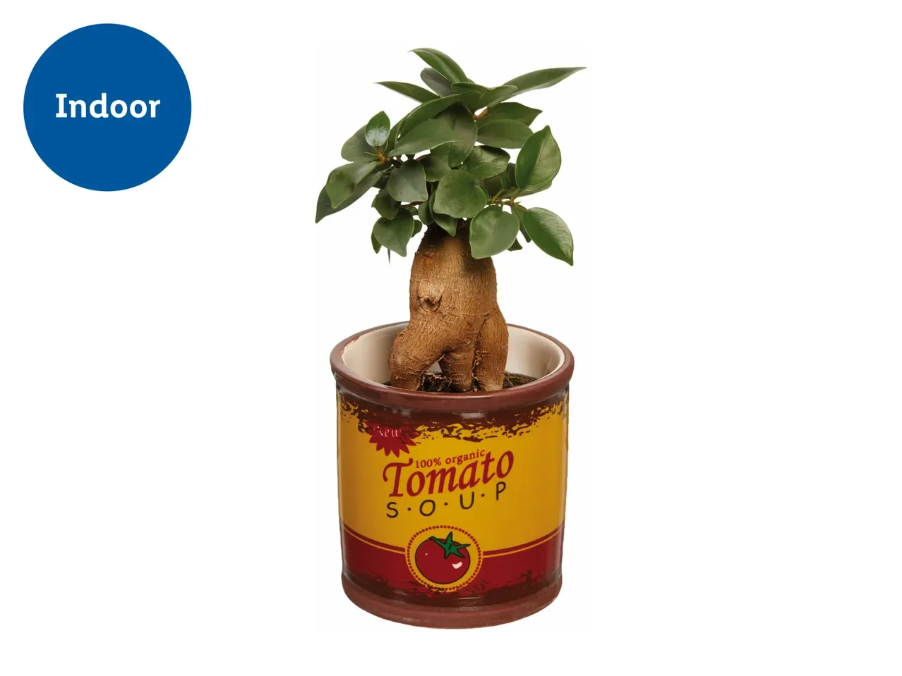 Plant in Mini Bucket